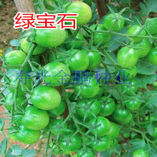 绿樱桃产量高口包邮番茄种子