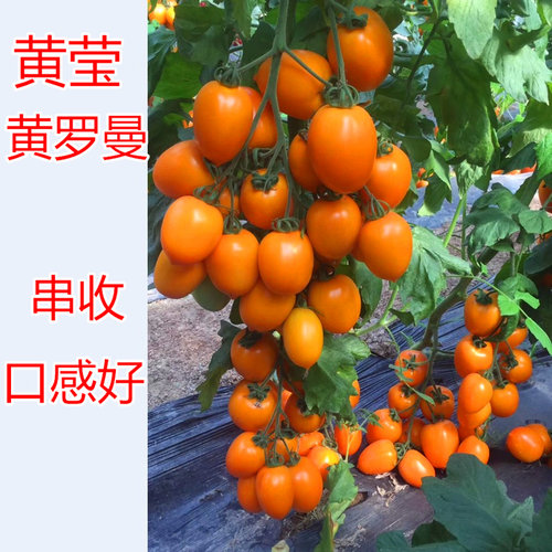 罗曼荷兰串收抗病好黄莹番茄种子