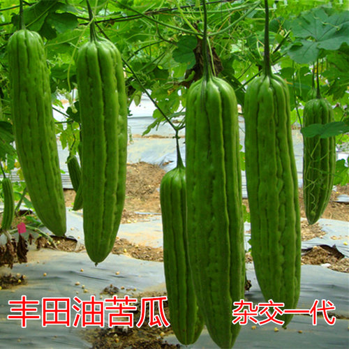 丰田油苦瓜种子高产油绿苦瓜种籽大刺瘤耐寒耐热四季蔬菜庭院包邮 - 封面
