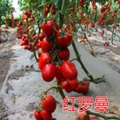 红罗曼番茄种子串收番茄种籽圣女果樱桃番茄高产抗病 红罗曼 包邮