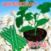 黄瓜砧木种子白南瓜种籽甜瓜西瓜嫁接专用南瓜砧木耐寒 铁木砧 包邮