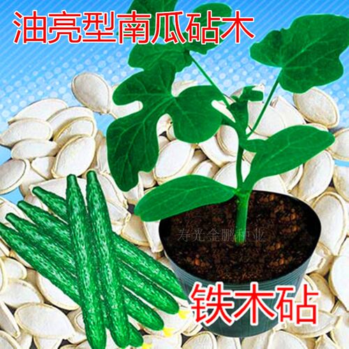种籽嫁接专用耐寒包邮铁木白南瓜