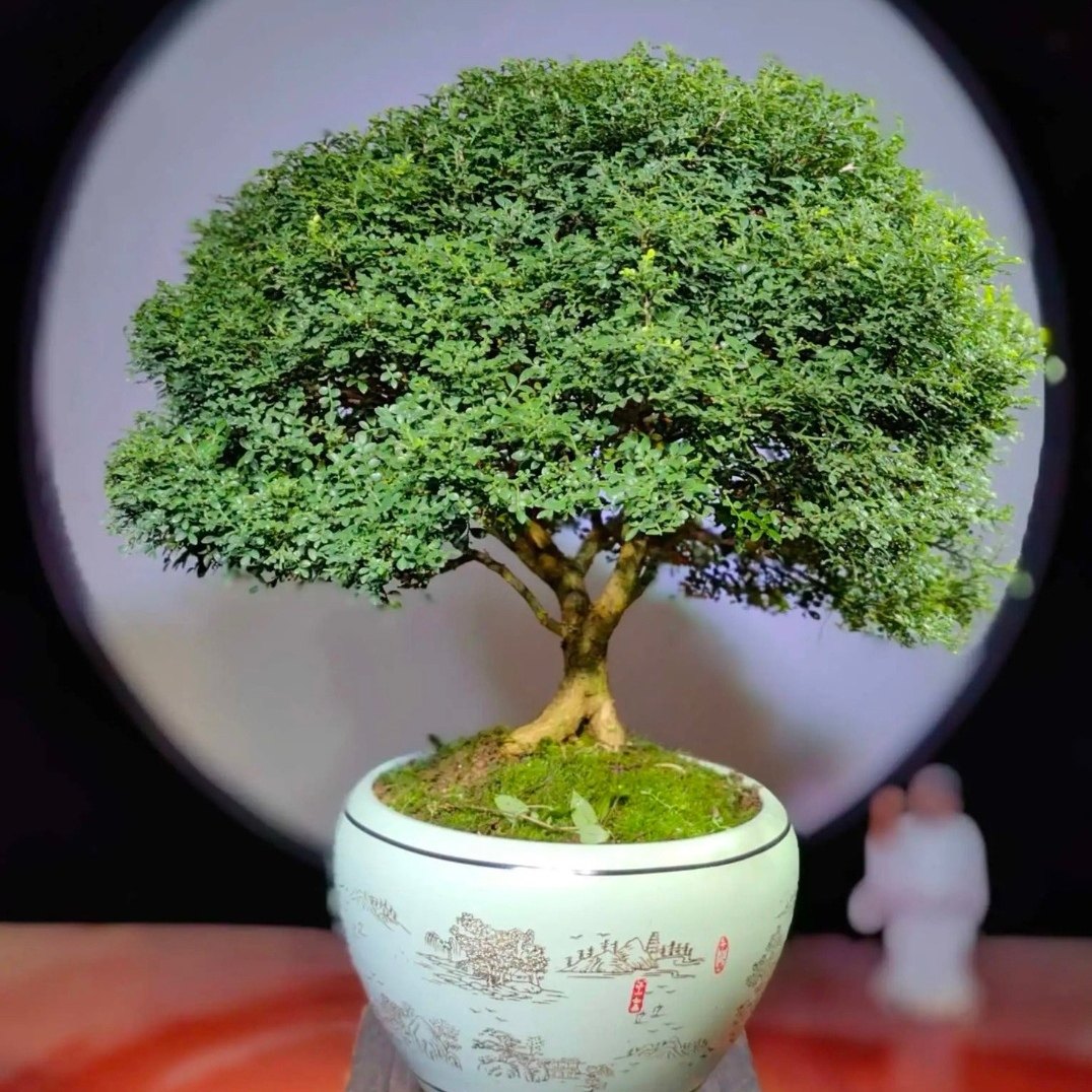 精品小叶九里香微盆景桌面绿植达摩九里香开花浓香水陆缸造景盆栽