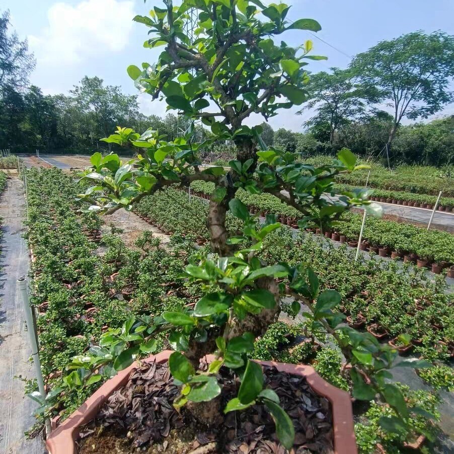 老桩福建茶悬崖飘枝造型提根茶树虎皮榕山水盆景四季常青开花结果