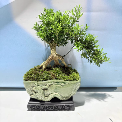 高端精品小叶雀舌黄杨老桩造型盆景提根飘枝矮霸广东邹皮雀舌黄杨