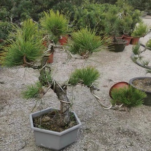 迎客造型黑松老桩盆景矮霸三河黑松南洋澳洲杉树济州真柏盆景庭院