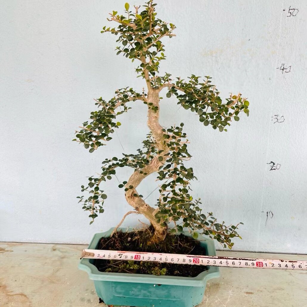 名贵海南香兰老桩小叶栀子花胡椒木榆树开花浓香花卉游龙造型盆景