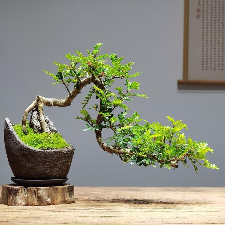 驱蚊胡椒木悬崖盆景四季常青居家办公室驱蚊提神胡椒木盆栽驱蚊草