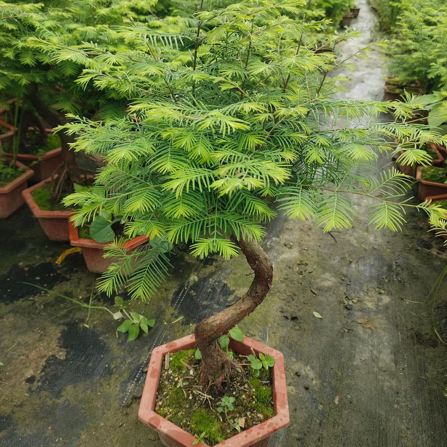 粗壮水杉游龙造型盆景活化石老桩植物四季常青水培庭院造景落羽杉