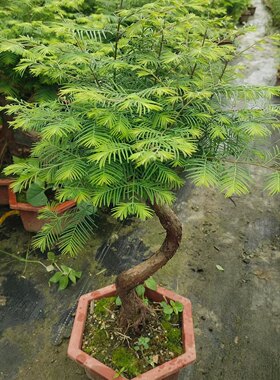 粗壮水杉游龙造型盆景活化石老桩植物四季常青水培庭院造景落羽杉