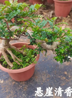 【悬崖清香木】提根飘枝清香木盆景四季常青花园假山造景绿植盆栽