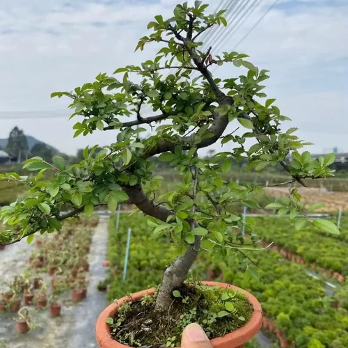 悬崖小叶榆树老桩盆景提根飘枝矮霸老桩小叶榔榆附石精品造型盆景