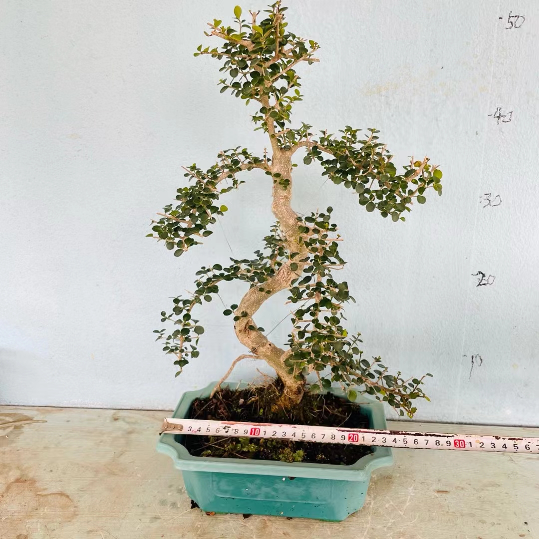 游龙老桩海南香兰小叶栀子花胡椒木榆树开花浓香花卉游龙造型盆景