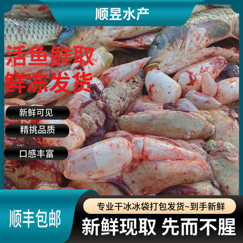 新鲜鲤鱼鱼籽微山湖鱼籽鱼泡商用