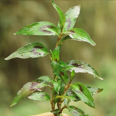 新鲜香柳香辣柳德宏傣味佐料叻沙叶香料撒撇佐料包邮