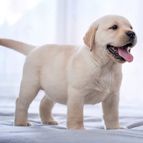 【货到付款】拉布拉多幼犬纯种
