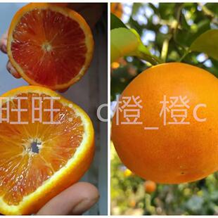 重庆高山老树血橙开州农家自种万州现摘现发四川新鲜水果带籽