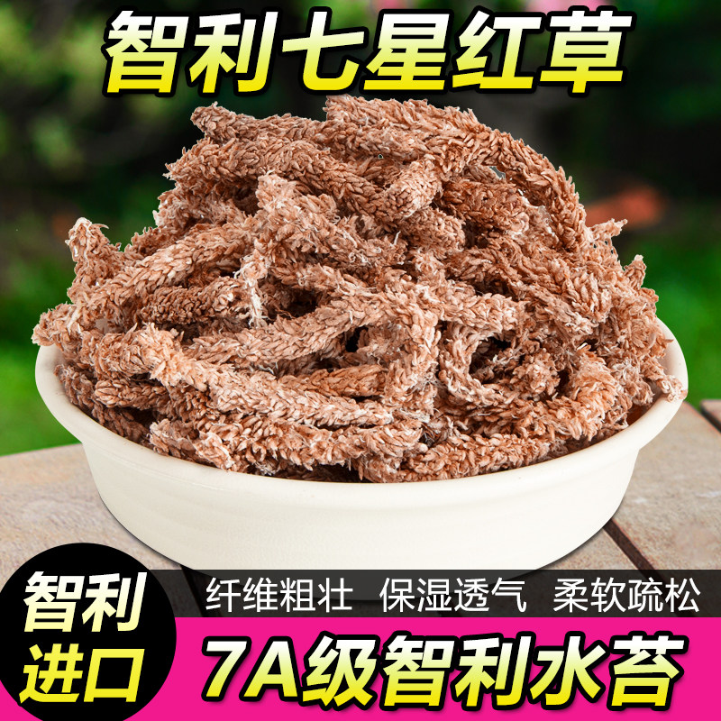 进口智利七星水苔毛毛虫营养土介质干苔藓蝴蝶兰植物专用兰花基质