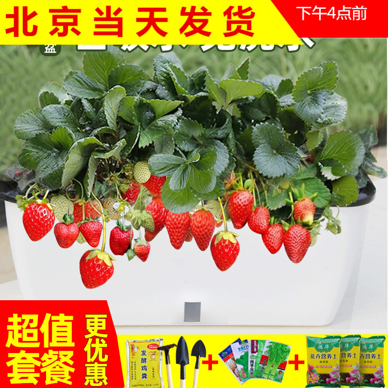 树脂材质经久耐用免浇水家庭阳台