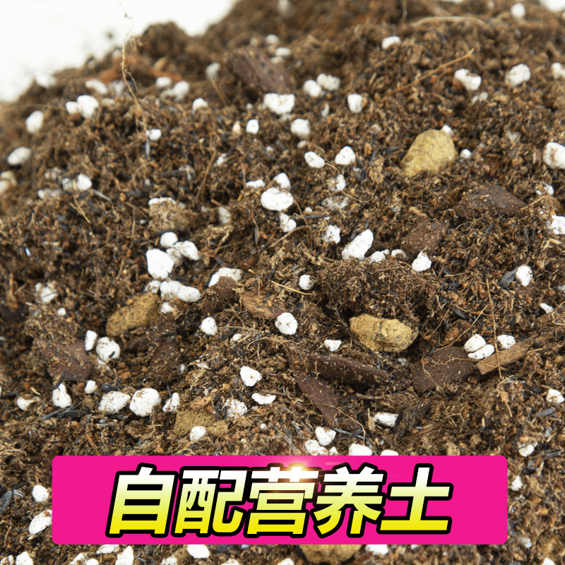 自配营养土兰花土植料出口品质
