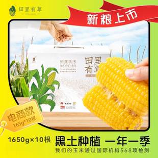 吉林公主岭田里有草甜糯玉米新鲜苞米自然熟非转基因10根一箱包邮