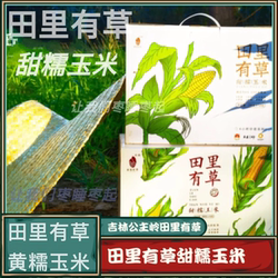 吉林公主岭田里有草甜糯玉米黄糯新鲜真空苞米非转基因田甜苞包邮