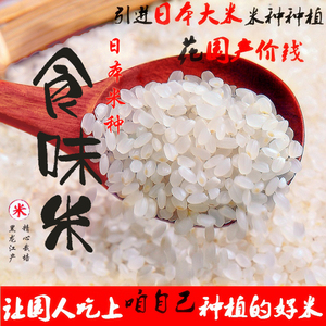 日本米种寿司米越食料理大米