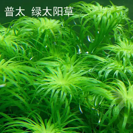 水草江湖 自养水下叶螺旋皇冠水草