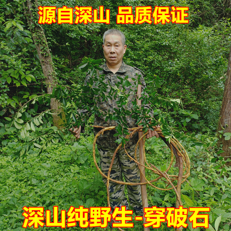 (老猎人)深山野生穿破石小拓树根天然九层皮山荔枝构棘根中药材