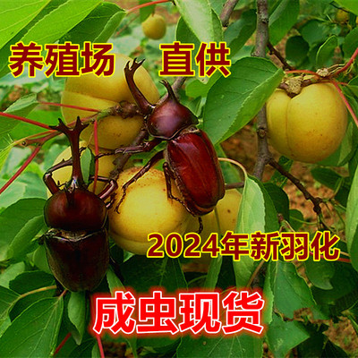 【大力士独角仙】成虫幼虫新手套餐甲虫昆虫宠物送说明书好养易活