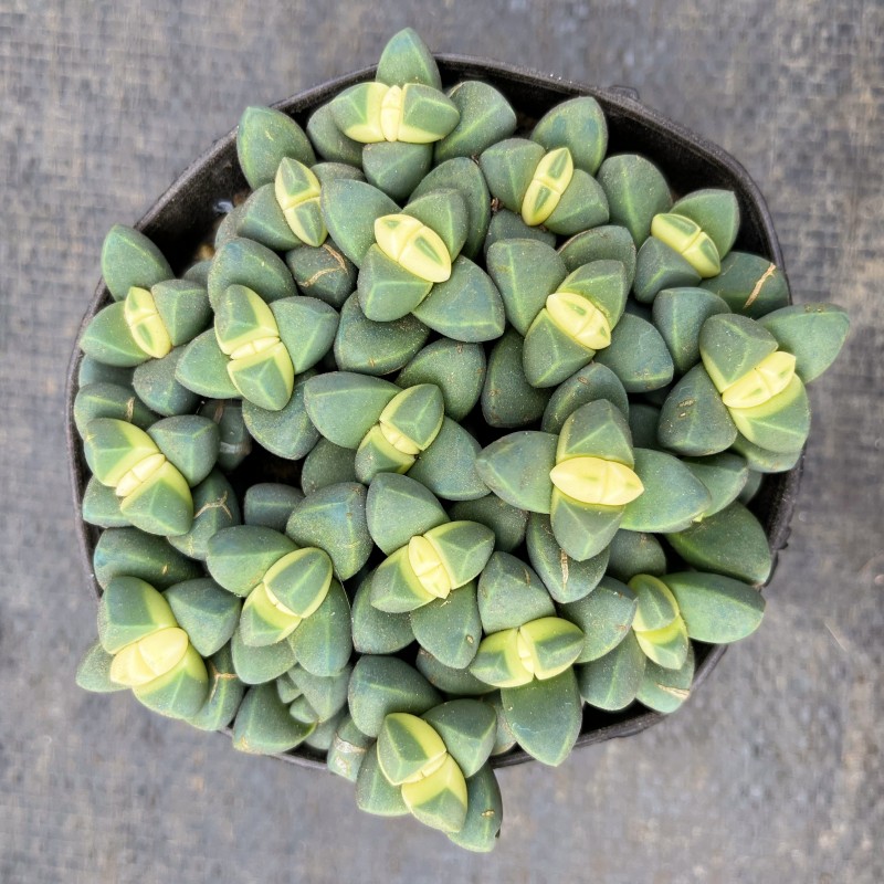 鹿角海棠多头群生多肉植物易爆盆萌肉肉办公室花卉绿植盆栽防辐射