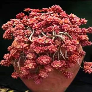 姬胧月多头散群云南新品 多肉植物巨型好养耐寒组合大盆栽新手好养