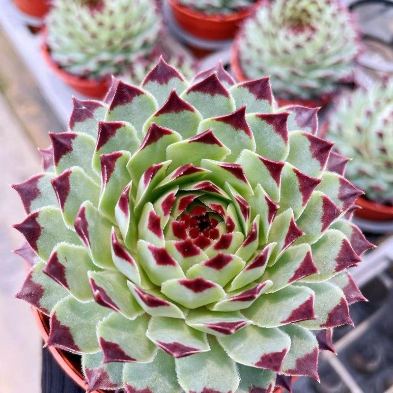 凌娟铁观音多肉植物长生草多肉盆栽花卉绿植易爆盆群生多头萌肉肉