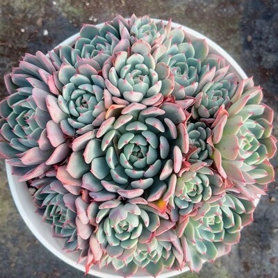 娜娜小勾露养老桩多肉大颗多头多肉植物好养活室内阳台花卉绿植盆