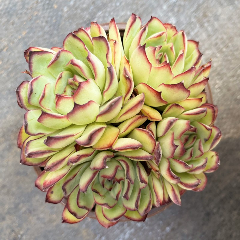 红边灵影多肉植物盆栽进口群生灵隐多肉盆栽绿植花卉防辐射易度夏