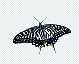 Цитрусовые бабочки Phoenix Live Butterfly Larvae баклажаны бабочки, гусеница, гусеничный шелкорный червя Гликоген шелкорный яиц