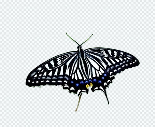 Цитрусовые бабочки Phoenix Live Butterfly Larvae баклажаны бабочки, гусеница, гусеничный шелкорный червя Гликоген шелкорный яиц