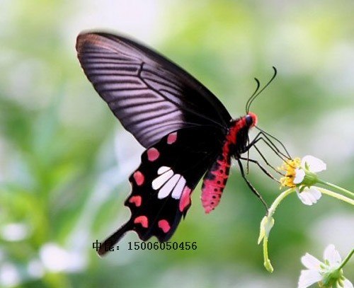 红珠凤蝶 活体 蝴蝶幼虫 蝴蝶卵 蝴蝶蛹 毛毛虫 蚕宝宝 糖宝 蚕卵