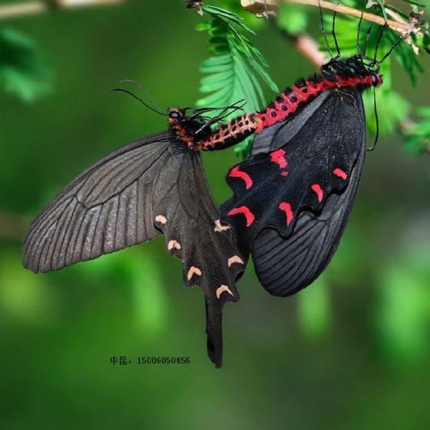 麝凤蝶 活体 蝴蝶幼虫 蝴蝶卵 蝴蝶蛹 毛毛虫 蚕宝宝糖宝