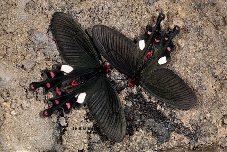 多姿麝凤蝶 活体 蝴蝶幼虫 蝴蝶卵 蝴蝶蛹 毛毛虫 蚕宝宝 糖宝 蚕
