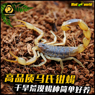 马氏正钳蝎东亚钳蝎子活体桌面新潮宠物蝎荒漠蝎造景可群养包活