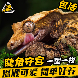 睫角盖勾亚守宫活体新手入门爬宠莉莉小型蜥蜴宠物活体吃果泥包活