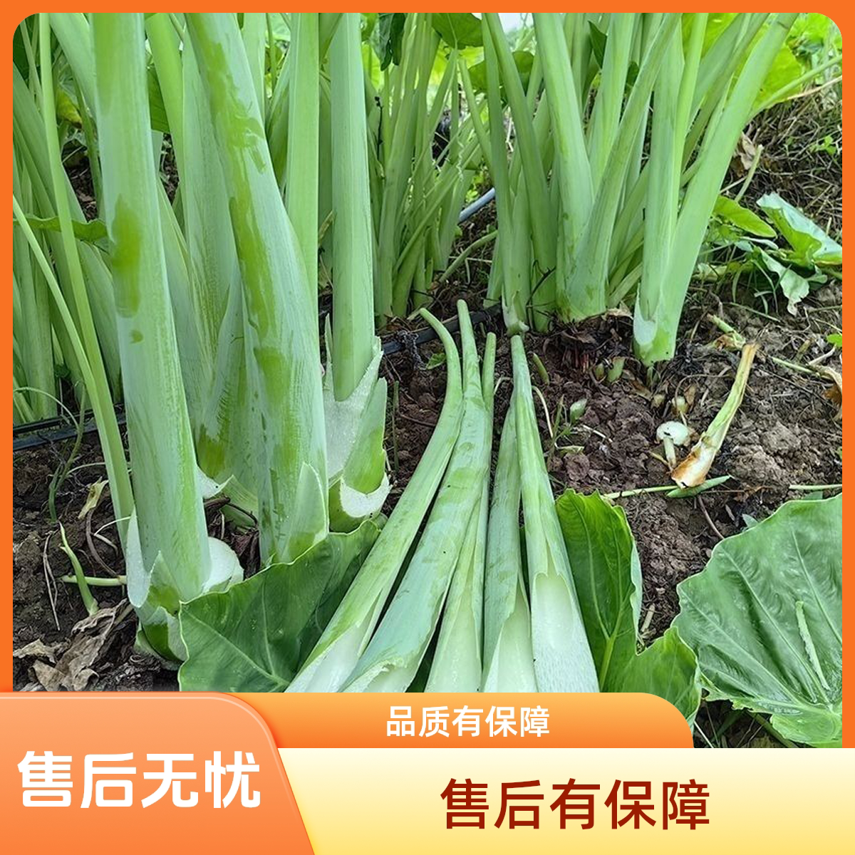 贵州特产广菜蔬菜现摘新鲜芋苗杆
