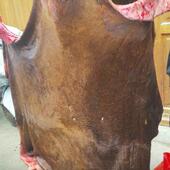 贵州农家散养黄牛牛皮新鲜整张生牛皮不处理带毛优质土黄牛牛皮