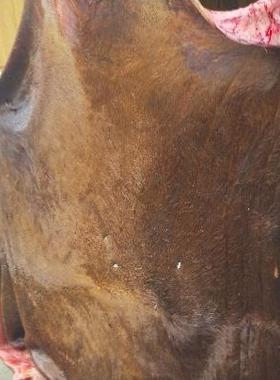 贵州农家散养黄牛牛皮新鲜整张生牛皮不处理带毛优质土黄牛牛皮