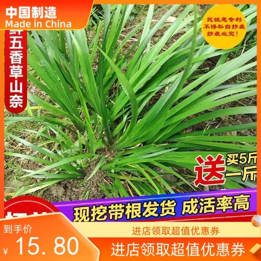 新鲜五香草野生山奈现挖新鲜鸡香草牛羊肉去腥五香草盆栽带根发货