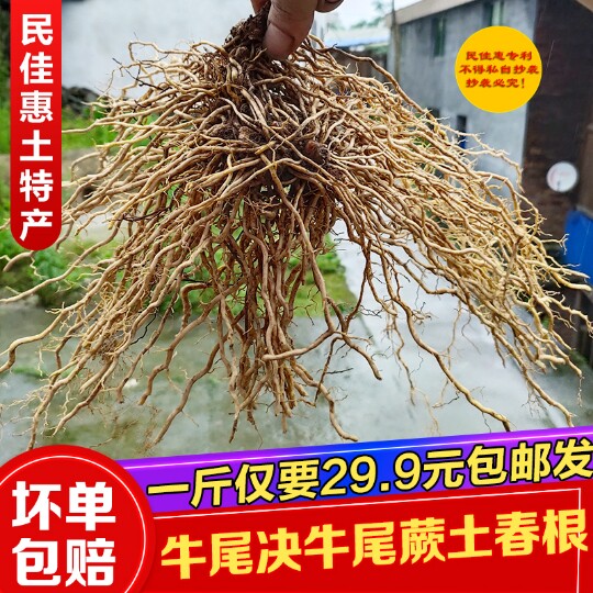 牛尾结中药材牛尾菜根牛尾决牛尾厥土春根老鼠尾牛尾草整根春根草