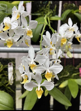 黄唇英特蝴蝶兰intermedia 'Yellow Lip' 分生苗原生多花台湾苗