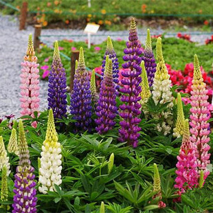 鲁冰花种子羽扇豆四季播庭院阳台花卉四季易种花草籽花海花种子