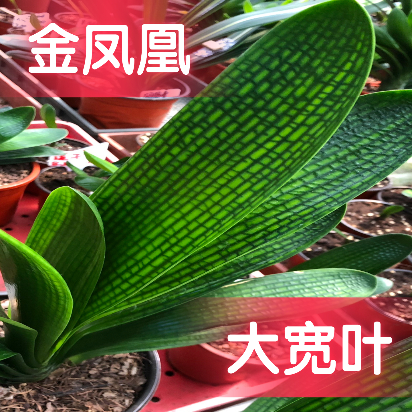 东北名贵长春精品君子兰金凤凰花脸宽叶红花虎头珍珠短叶和尚小苗